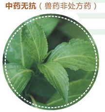 板青颗粒在家禽病中有哪些用法